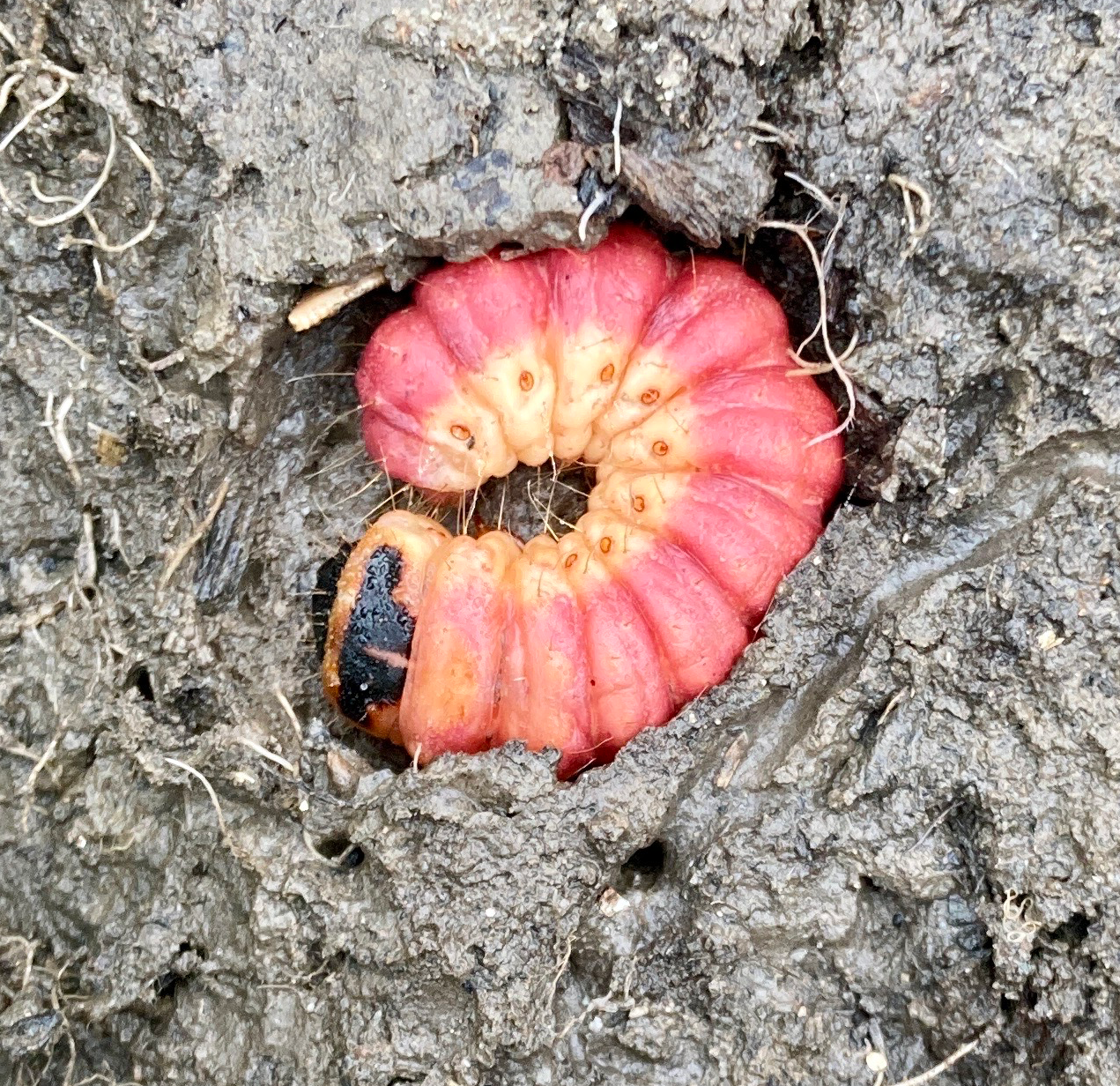 Caterpillar of the Goat moth