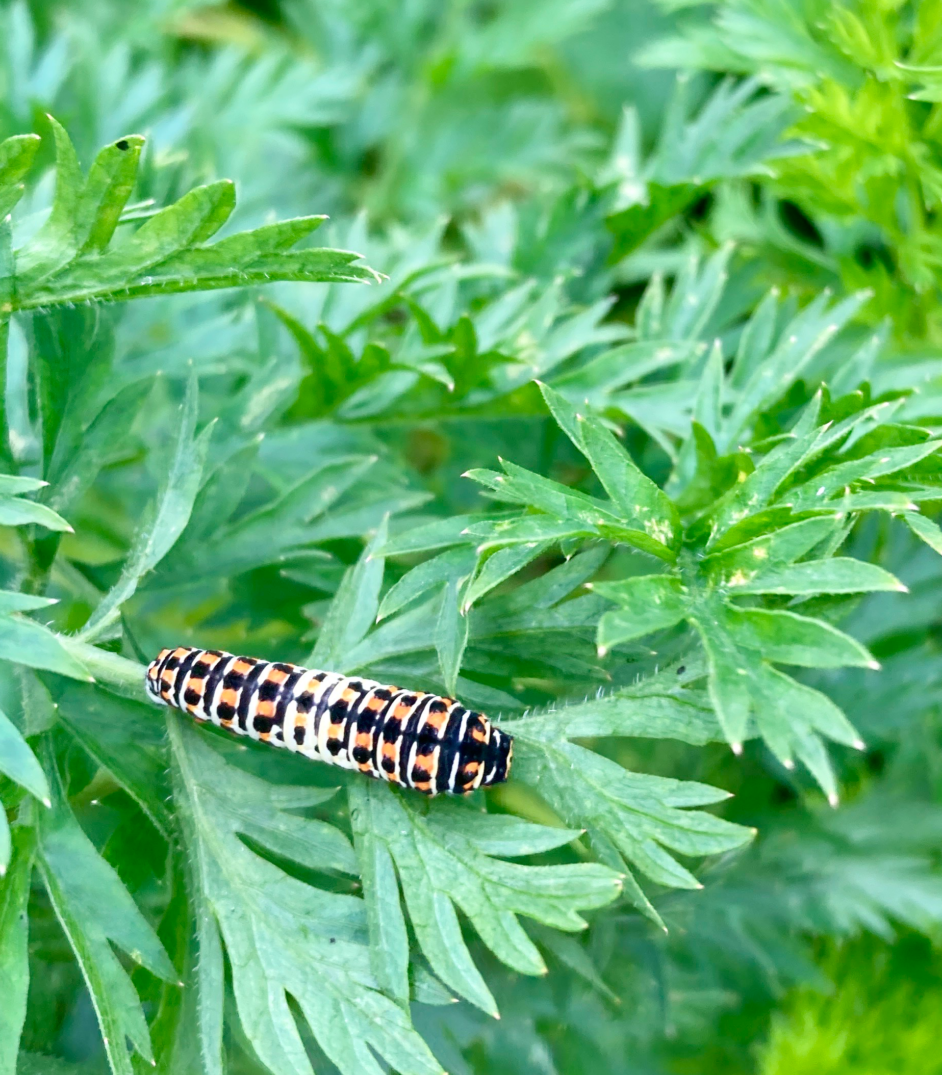 Caterpillar of the Old world swallowtail 