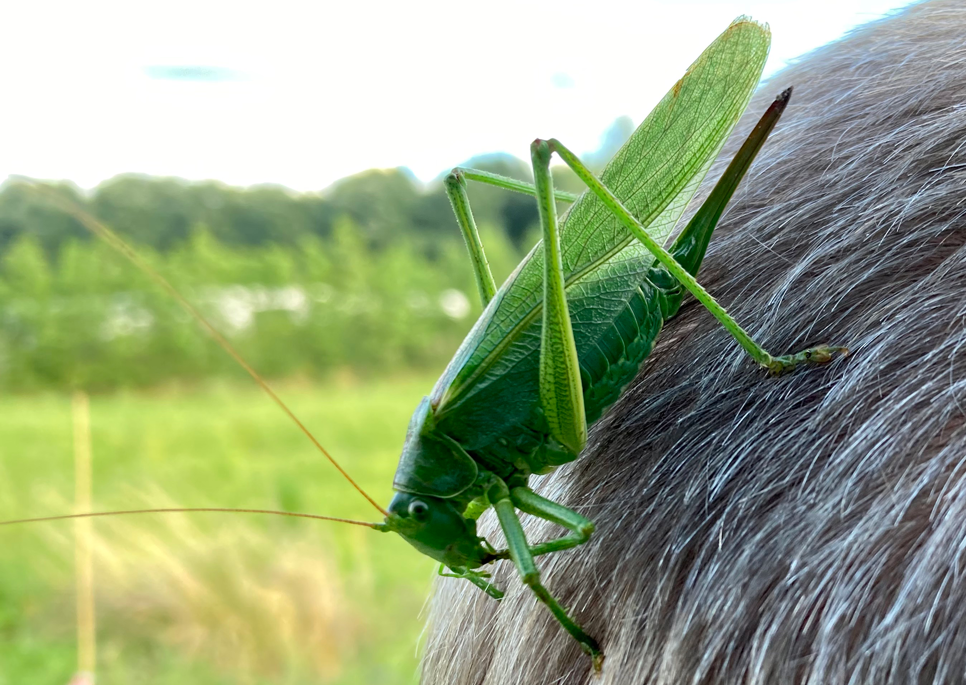 Great green bush-cricket 