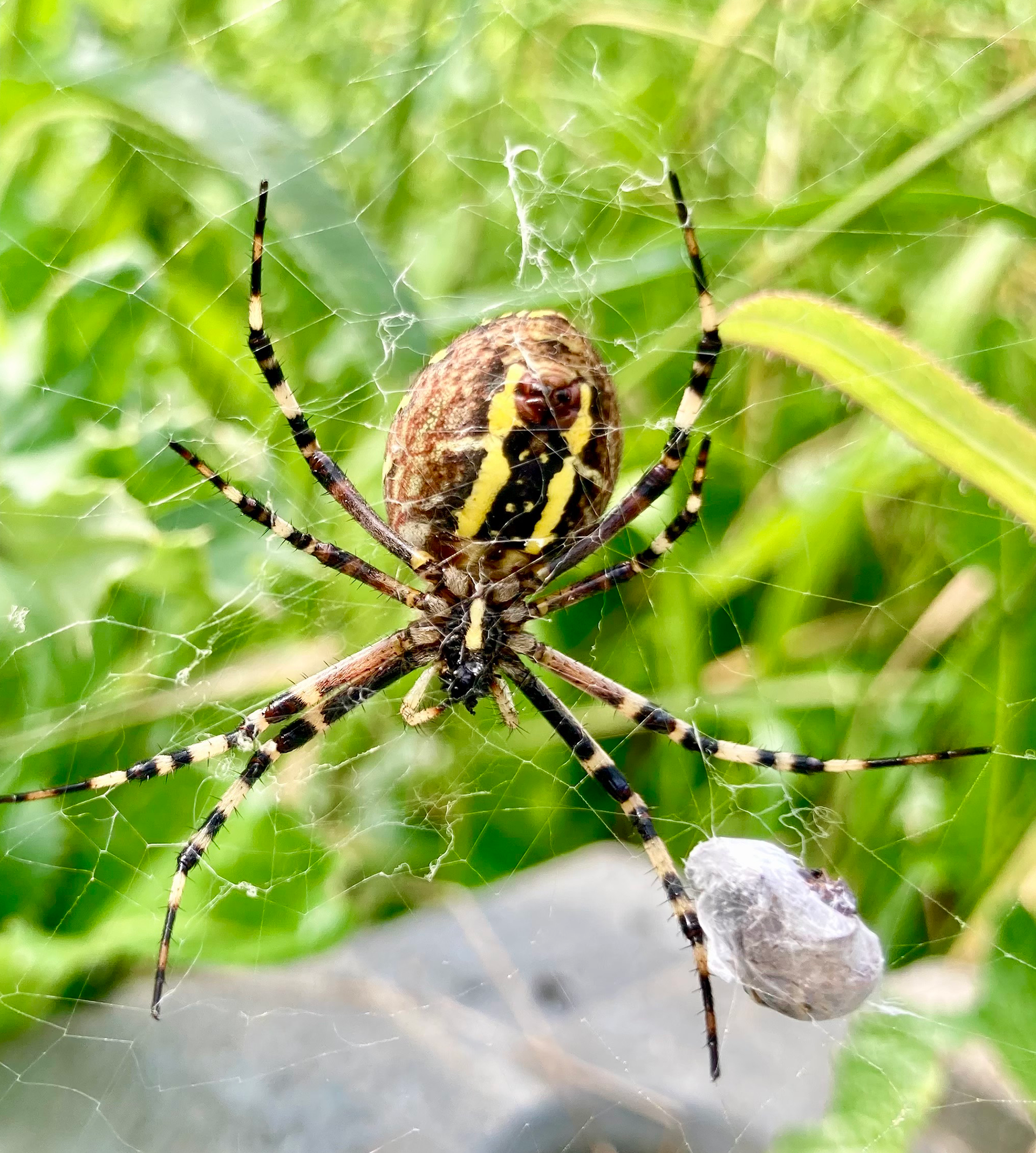Wasp spider